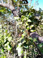 Lardizabala biternata