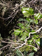 Lardizabala biternata