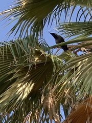 Corvus splendens