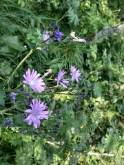 Cicerbita macrophylla uralensis