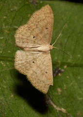 Scopula