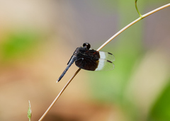 Neurothemis tullia