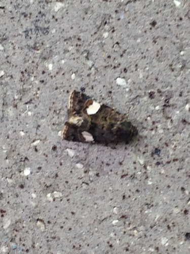 Four-spotted Moth, 538–798 17th St, Golden, CO, US, photo 4 of 10