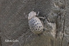 Omorgus pastillarius