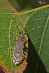 Plinachtus imitator