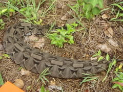 Bitis gabonica