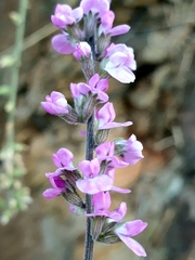 Cullen australasicum