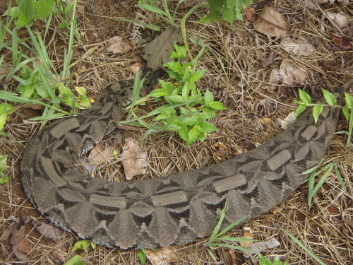 Gaboon Viper