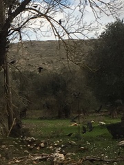 Corvus monedula soemmerringii