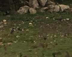 Corvus monedula soemmerringii