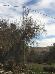 Corvus monedula soemmerringii