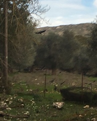 Corvus monedula soemmerringii