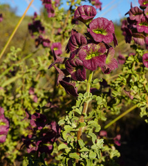 Salvia dentata, photograph (c) Wynand Uys, some rights reserved (CC BY)