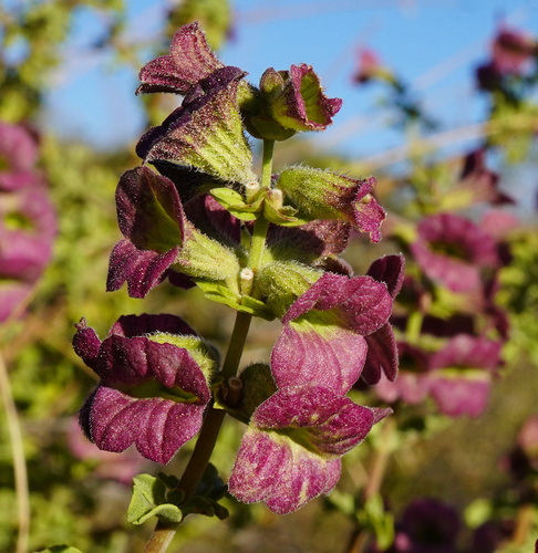 Namaqua Sage (Salvia dentata)