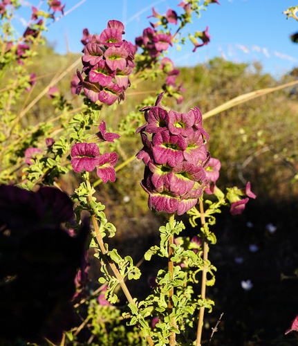 Salvia dentata, photograph 3