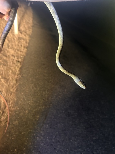 Brown Tree Snake sighting