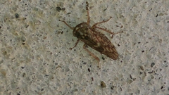 Megophthalminae