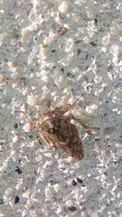 Megophthalminae