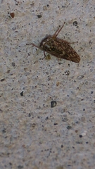 Megophthalminae