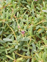 Delta dimidiatipenne
