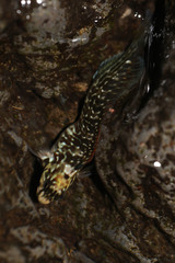 Parablennius parvicornis