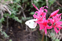 Pieris brassicae azorensis