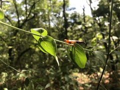 Leuconitocris lucasii