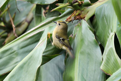 Regulus regulus azoricus