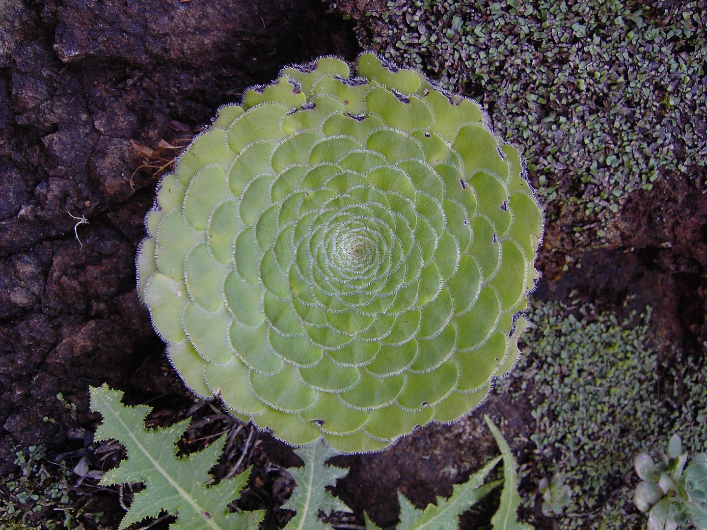 Sempervivum berthelotianum (Bolle) Christ