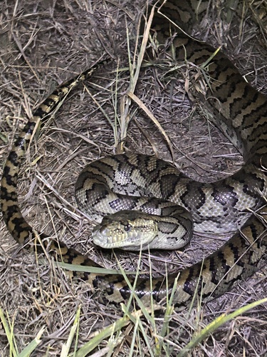 Coastal Carpet Python sighting