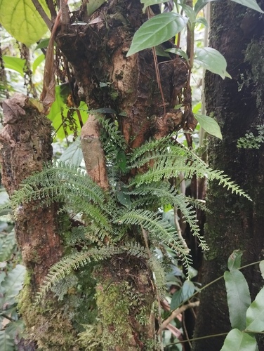 Lindsaea pectinata
