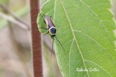 Pseudomops neglectus