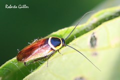 Pseudomops neglectus