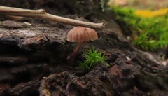 Phaeomarasmius rimulincola