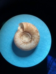 Discus patulus