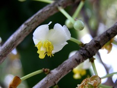 Mammea siamensis