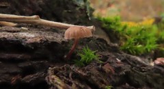 Phaeomarasmius rimulincola