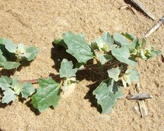 Atriplex laciniata