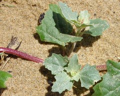 Atriplex laciniata