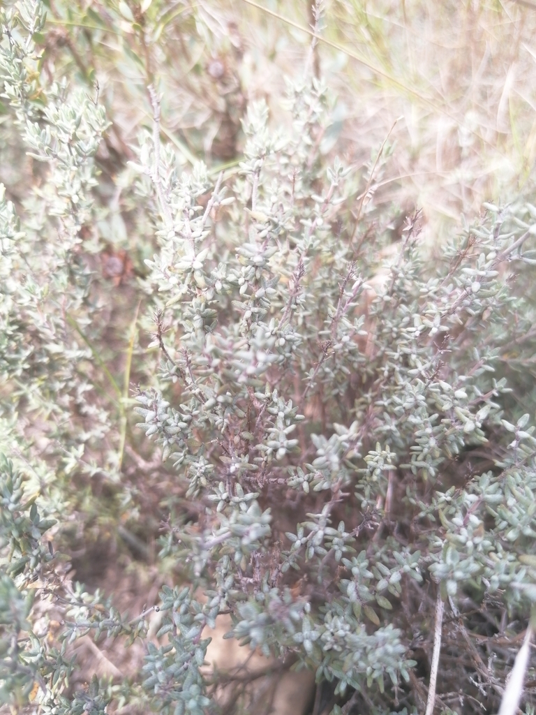 Thymus vulgaris
