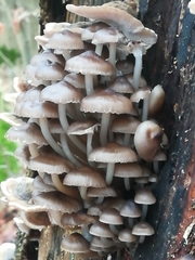 Mycena tintinnabulum