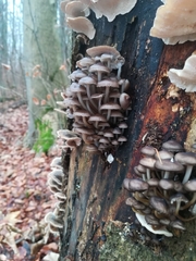 Mycena tintinnabulum