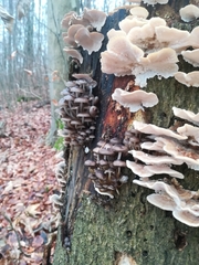 Mycena tintinnabulum