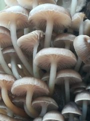 Mycena tintinnabulum