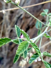 Cullen australasicum