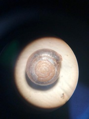 Glyphyalinia