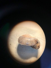 Glyphyalinia