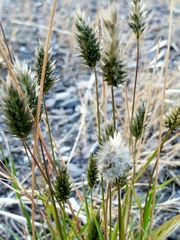 Enneapogon nigricans