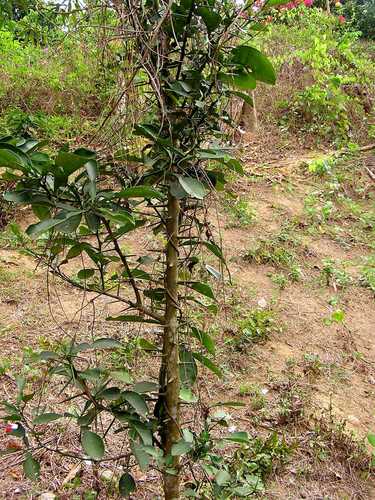 Citrus hystrix