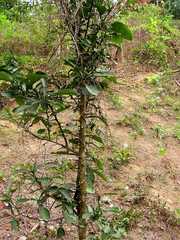 Citrus hystrix